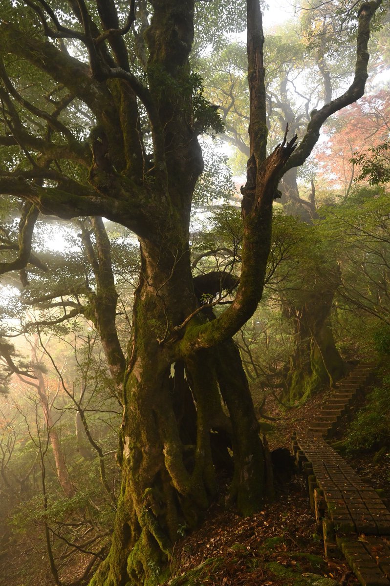 japan_kyoboku's tweet photo. 屋久島の朝
高塚小屋より宮之浦岳へ向け出発
霧立ち込める山中に朝の陽射しが入りとても幻想的な景色となった
様々な巨木立つ登山道を登れるのはとても贅沢な気持ちだ https://t.co/ePfTuyfrUs