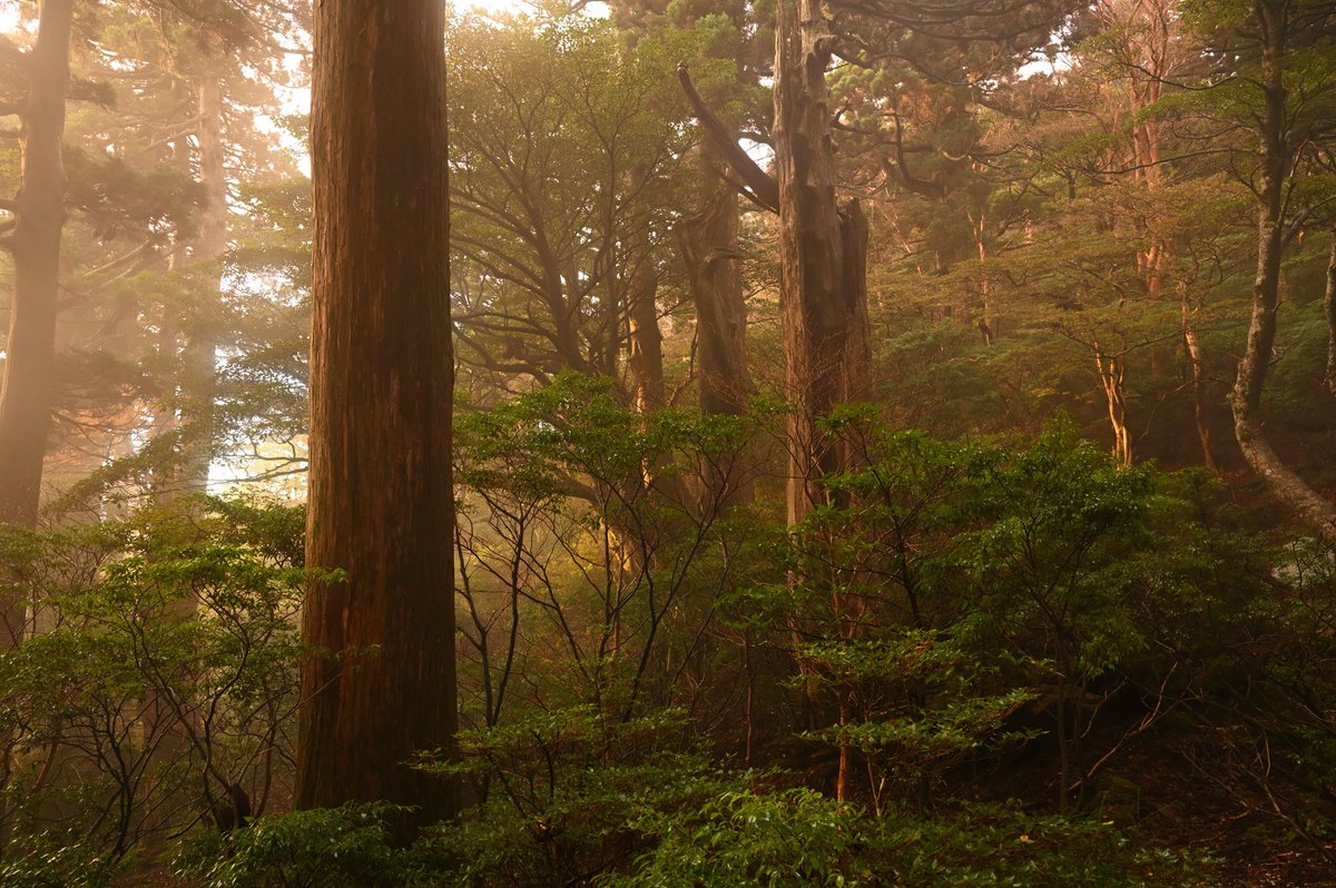 japan_kyoboku's tweet photo. 屋久島の朝
高塚小屋より宮之浦岳へ向け出発
霧立ち込める山中に朝の陽射しが入りとても幻想的な景色となった
様々な巨木立つ登山道を登れるのはとても贅沢な気持ちだ https://t.co/ePfTuyfrUs