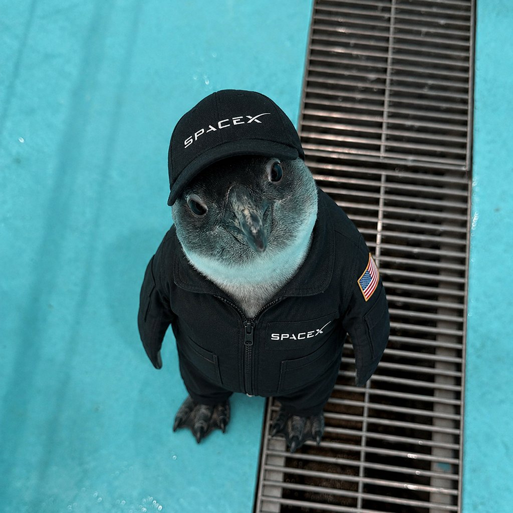 xWugi_wara's tweet photo. Elon Musk's best worker🚀🐧

$Mutsuki https://t.co/1vGKhJJMYi