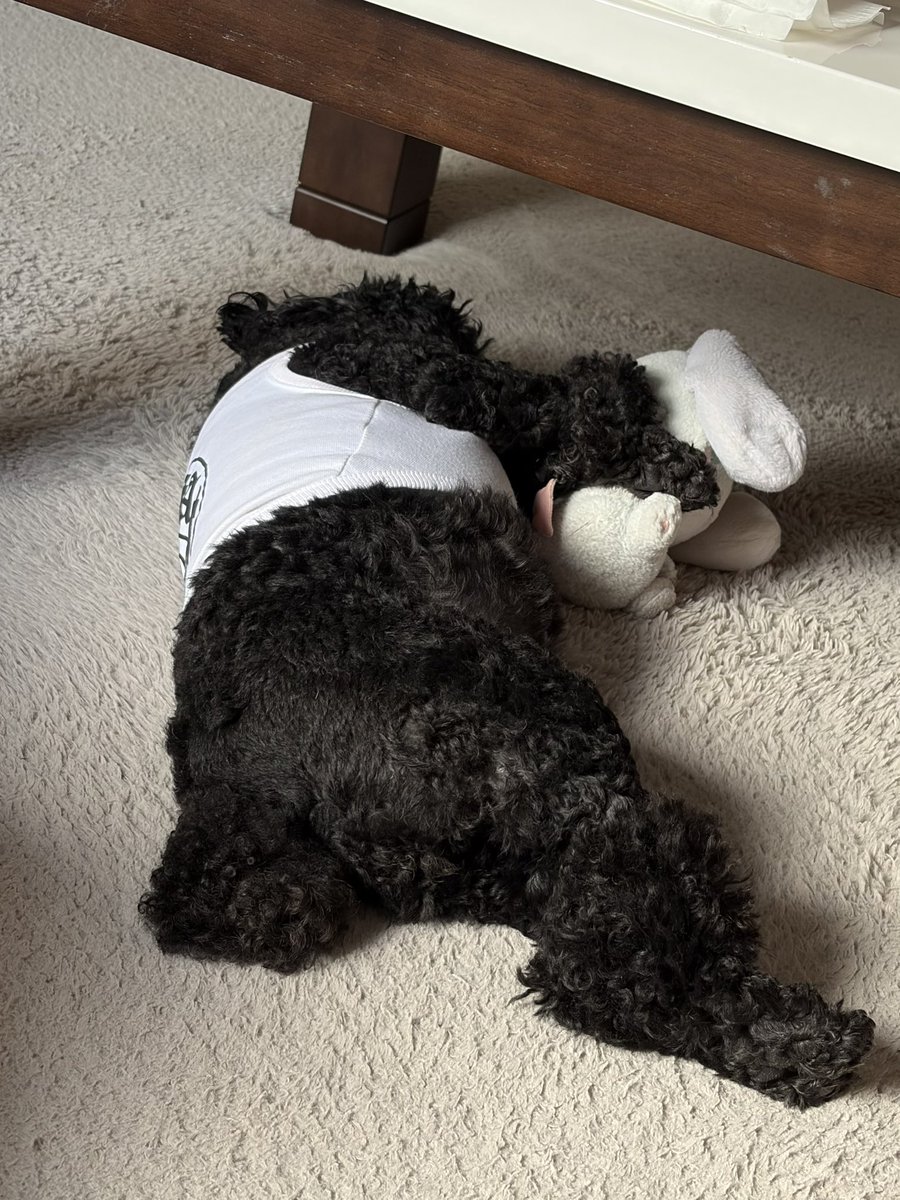 noa_awa's tweet photo. うちの子家族誰かが寝込んでたら一緒に寝てくれる🐶なんやけど今日これでめっちゃ可愛かったっすね https://t.co/RqwnREdCgL