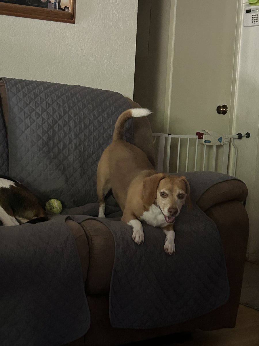 RickElmore14's tweet photo. @percythebeagle Tucker sez stay cool today, Percy 🪭🪭☺️☺️ https://t.co/mTUmru1Sry