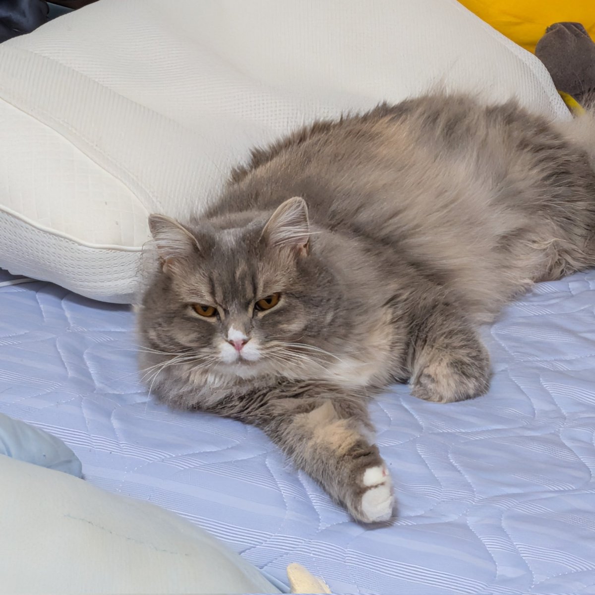 cat_solanum's tweet photo. 飼い主のベッドを占拠したソラナム😼 https://t.co/X1WUN6k2Th