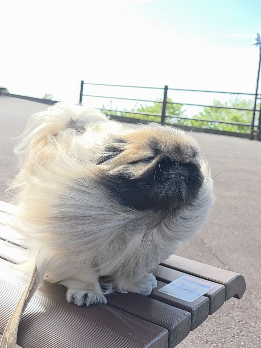YUthePekingese's tweet photo. @pekimemo ゆうのタイフーンも置いておきます🤣 https://t.co/G3NVJW6FKu