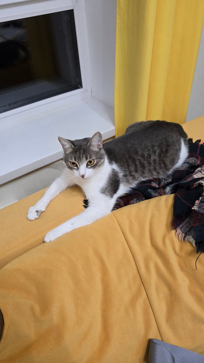infobeering's tweet photo. @altaiuluu Каждый раз смешны, когда коты так лапы раскидывают (у меня кошка тоже так лежит). Вайб этого мема: https://t.co/j4eCyDbRHS