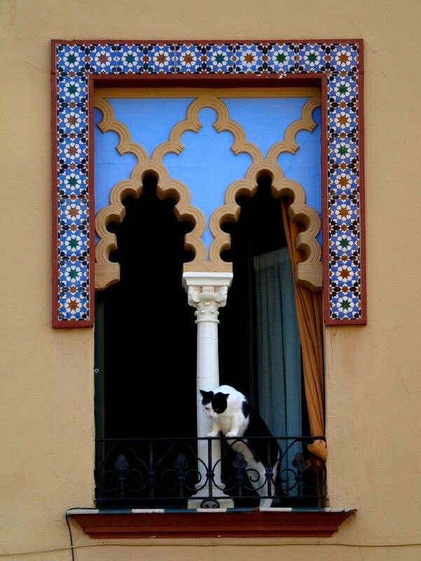 andalusianedit's tweet photo. A Cordoban cat https://t.co/EtB5iR3naH