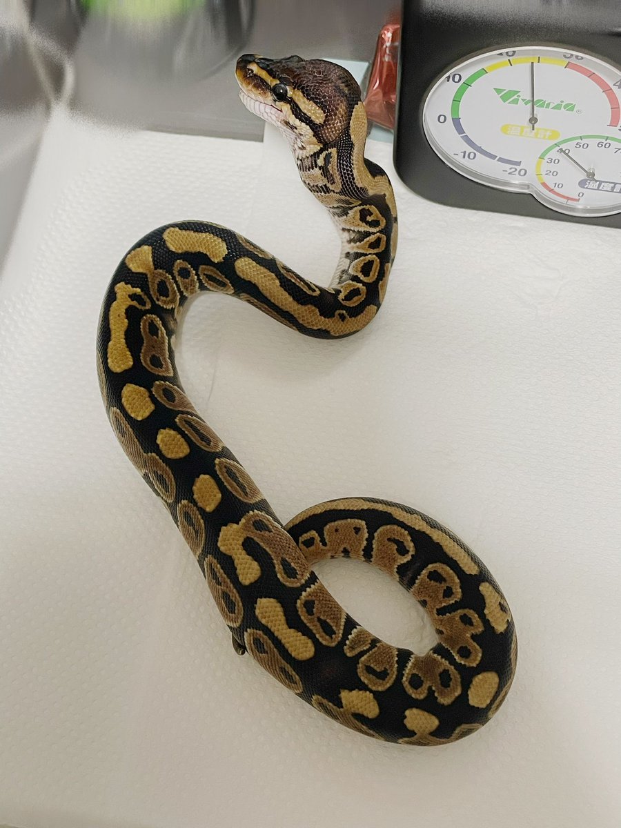 amatou_lab's tweet photo. 思いのほかパイくんを見てもらえたので調子乗って
ノーマルちゃんhetクラウン

この子は４月のBOでDTBさん@DTB_2025 からお迎えしました👏

見事な宇宙人柄👽それぞれ表情ありのかなり可愛い子
相当ビビりで可愛いっす笑
体重が約倍になり嬉しい限り👏
初ボールだったので食べたいぐらい可愛い笑 https://t.co/iR4b29IPD7
