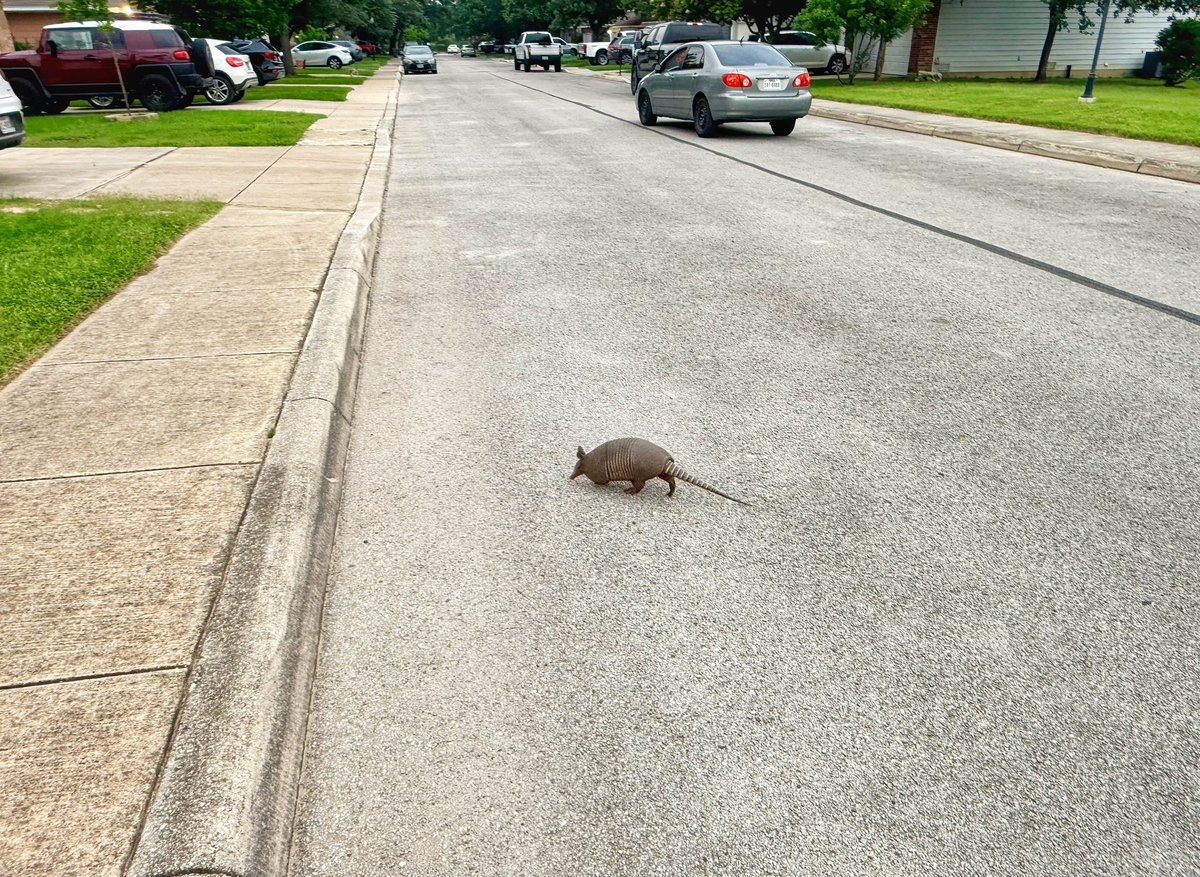markewebber's tweet photo. As I started my daily walk, the question arose: Why did the armadillo cross the road? https://t.co/k4YbKn9BEe