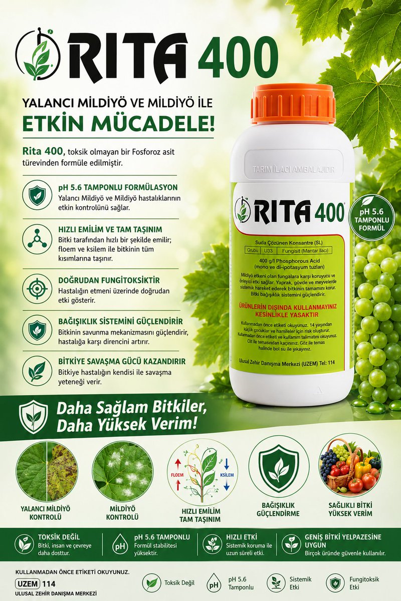 HasatTarim's tweet photo. Rita 400, toksik olmayan bir Fosforoz asit türevinden formüle edilmiştir. Mildiyö hastalıklarının etkin kontrolünü sağlar
Doğrudan fungitoksiktir ve ayrıca bitkilerin bağışıklık sistemini güçlendirir. Bitkiye hastalığın kendisi ile savaşma yeteneği verir.
#niksar #tarım #hasat https://t.co/7msbVF8S0u