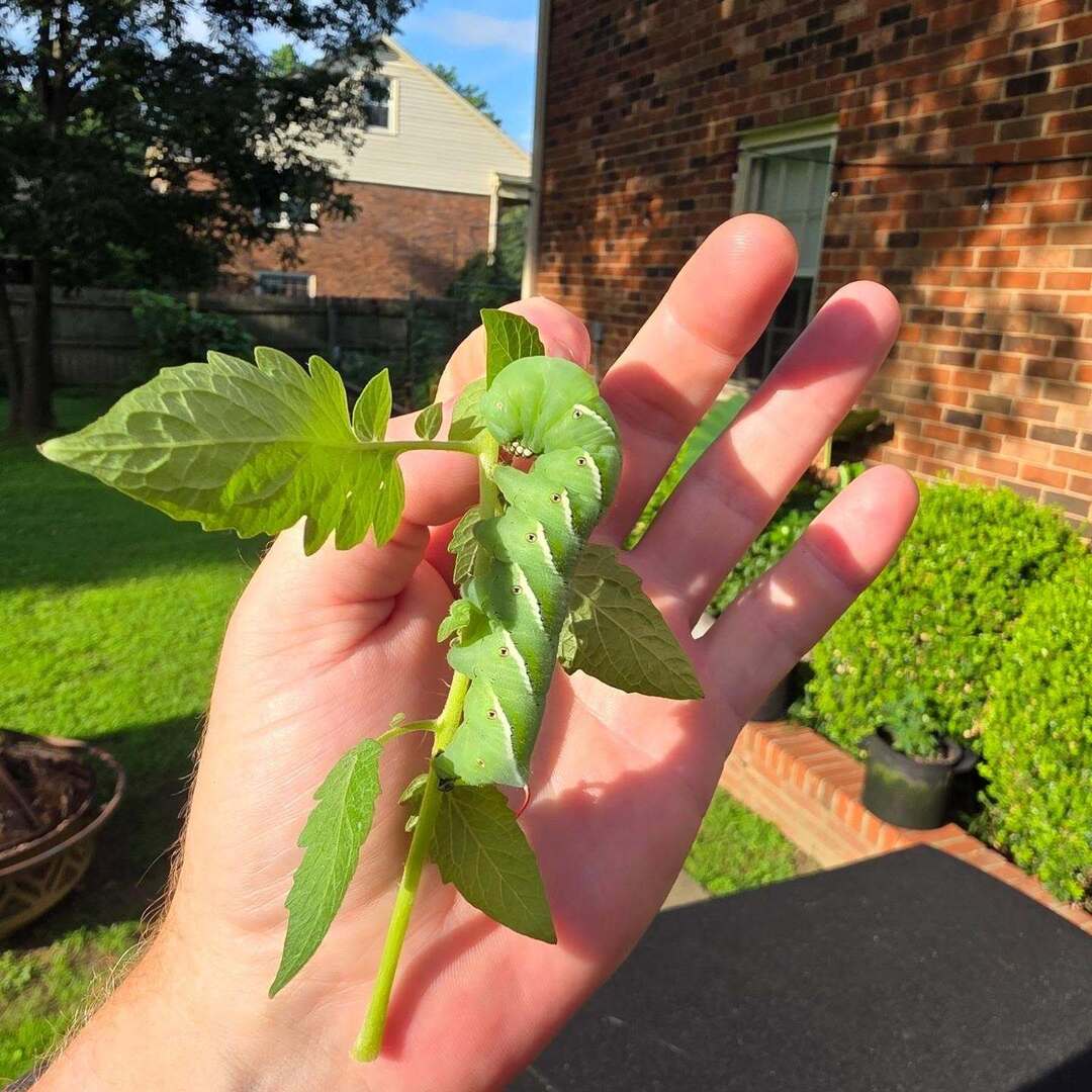mpaulhenderson's tweet photo. The word of the day - VORACIOUS. #michaelpaulhenderson #theparkwaygarden #hornworms🐛 #gardening #itsalwayssomething https://t.co/GRyGEgxZcq https://t.co/npedQrvCQq