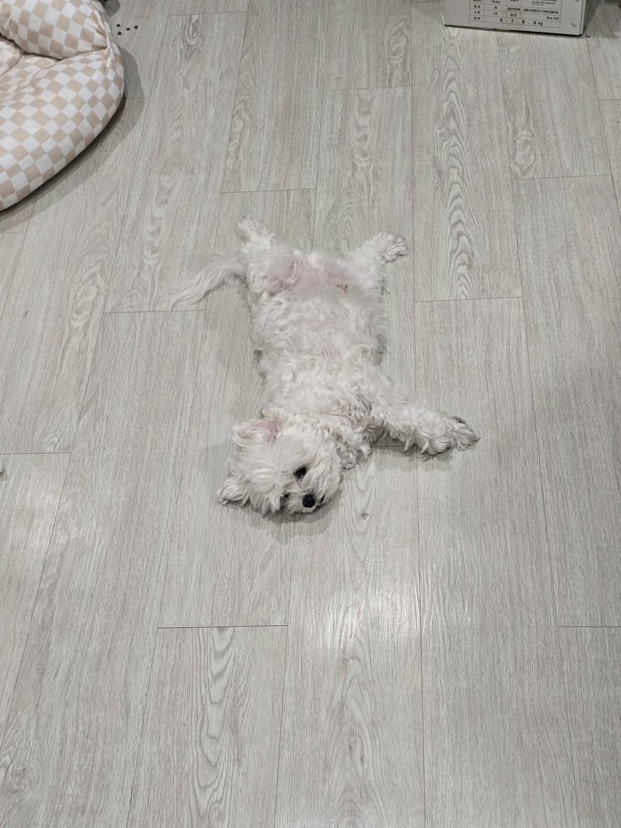kimsom_____'s tweet photo. 오늘도 발라당 https://t.co/6KtOaNMEy7