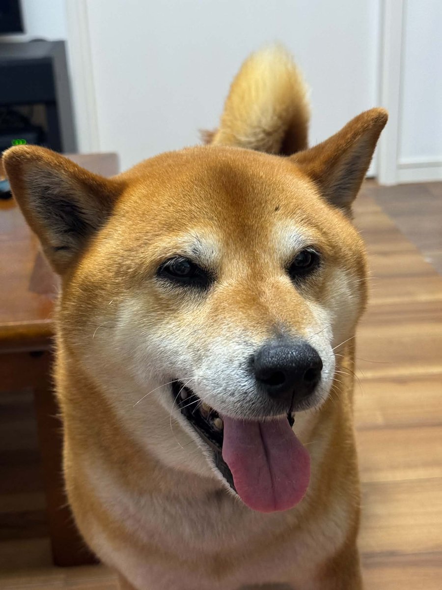 tac69's tweet photo. これは馬鹿にしてる顔 https://t.co/GXIJ19ZUhG
