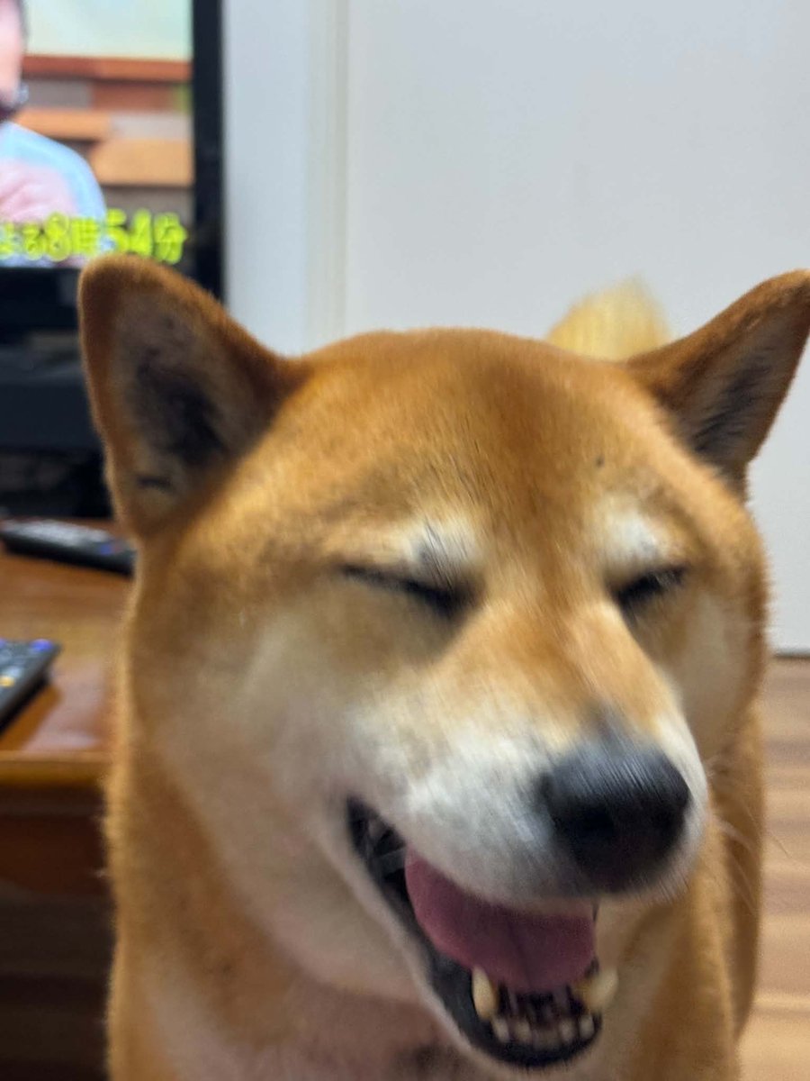 tac69's tweet photo. これは馬鹿にしてる顔 https://t.co/GXIJ19ZUhG