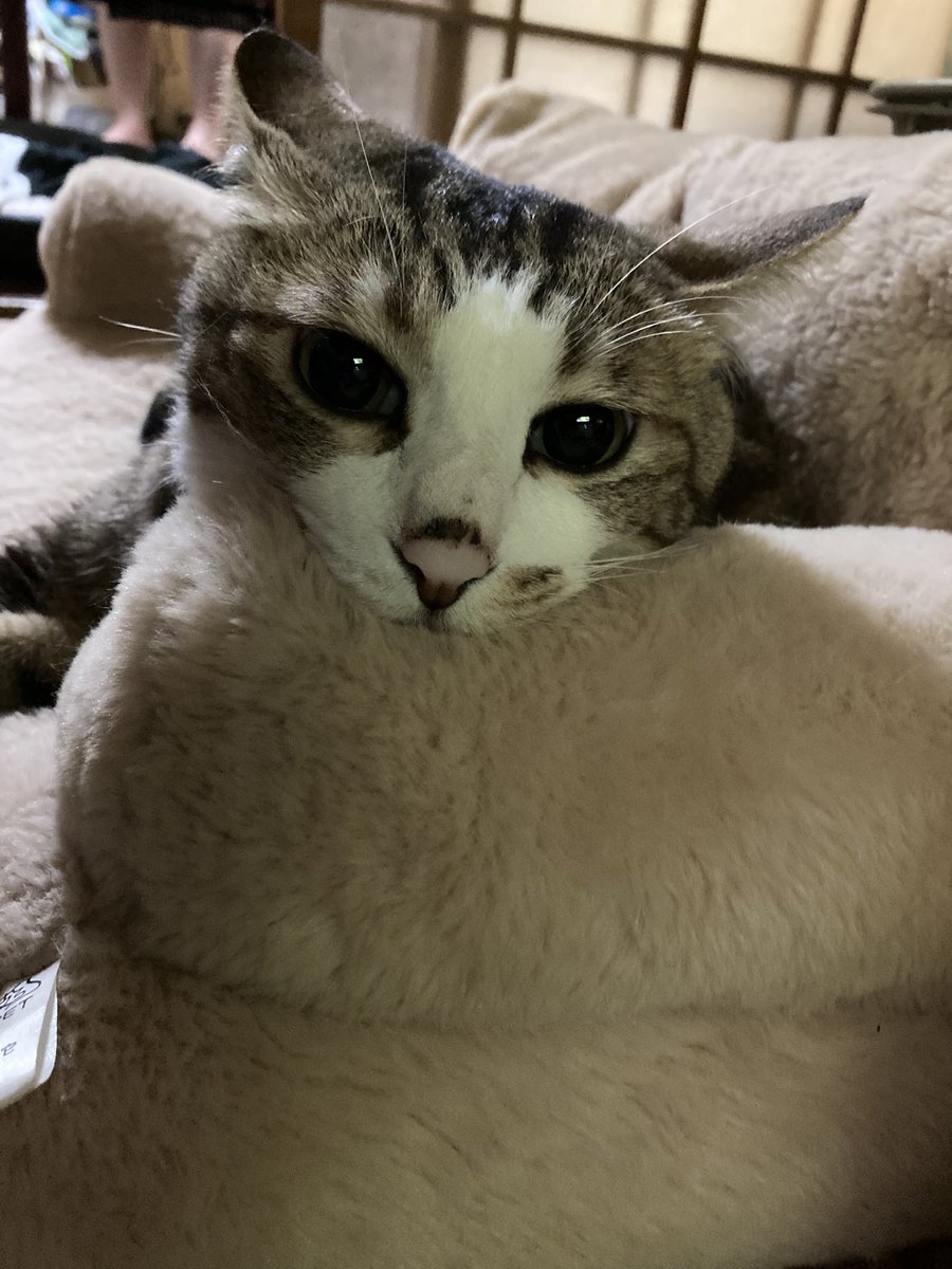 a0_wlt's tweet photo. なんだよーかわいいなー https://t.co/nSHag4xiz4