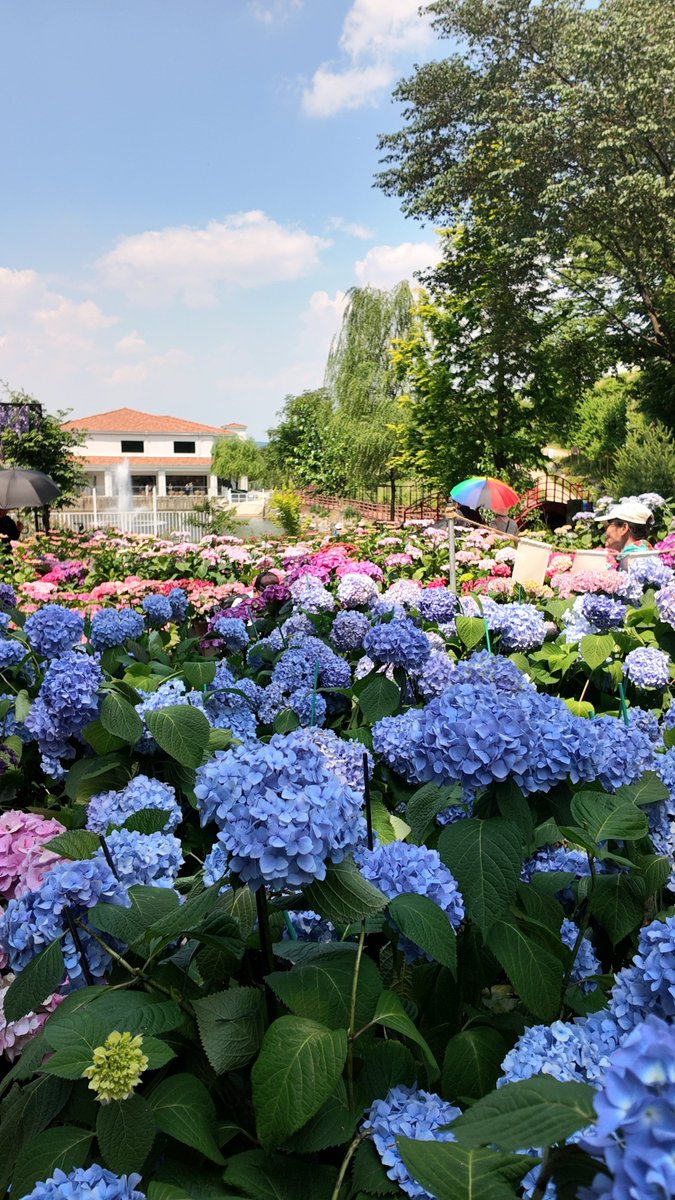 n_sky_m27's tweet photo. #Hydrangea #HydrangeaSeason
#BeautifulNature #EarlySummer https://t.co/W67YB6ltdt