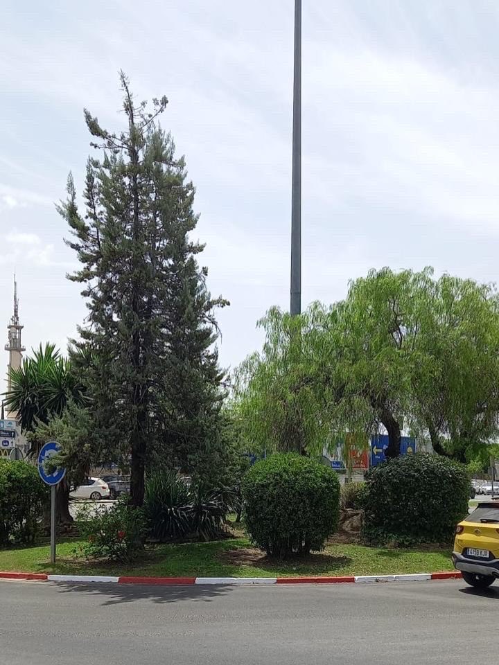 Tomares_es's tweet photo. ✅🌳 Cada semana, los equipos municipales trabajan en el mantenimiento de parques, jardines y rotondas para mantener nuestros espacios verdes limpios, cuidados y en buen estado. https://t.co/qTaAkhqHr4