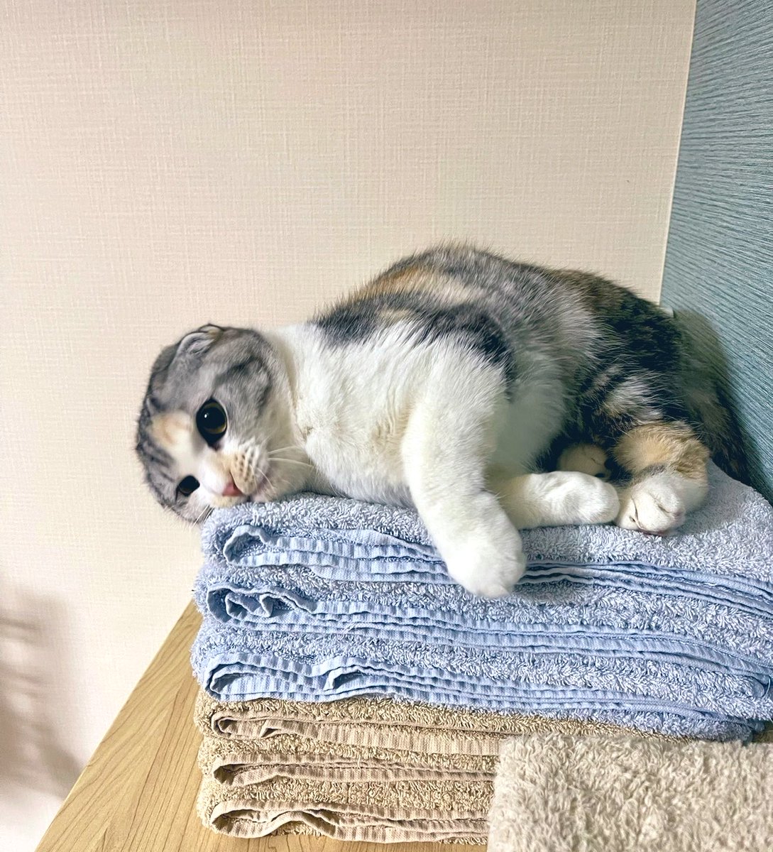 neccobucho's tweet photo. 気  持  ち  い  い  よ  ね

   洗  い  た  て  の  タ  オ  ル https://t.co/aOmshvLeuF