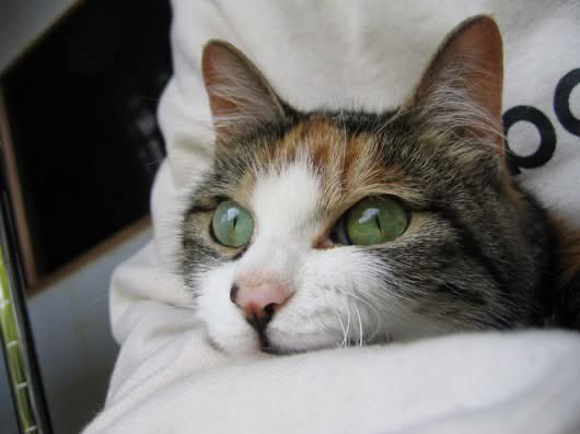 terumiweb's tweet photo. 21年前（2005年）の5月のみぃこ。3歳くらい。
#猫のみぃこ #三毛猫 https://t.co/7OSueZPJfY
