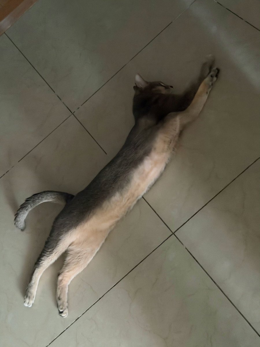 kittenpolarbear's tweet photo. 260919 cookie update from kun 🥹😭

kun said cookie's belly is soft &amp; perfect to rub 🐈 https://t.co/wfSbPaPETa
