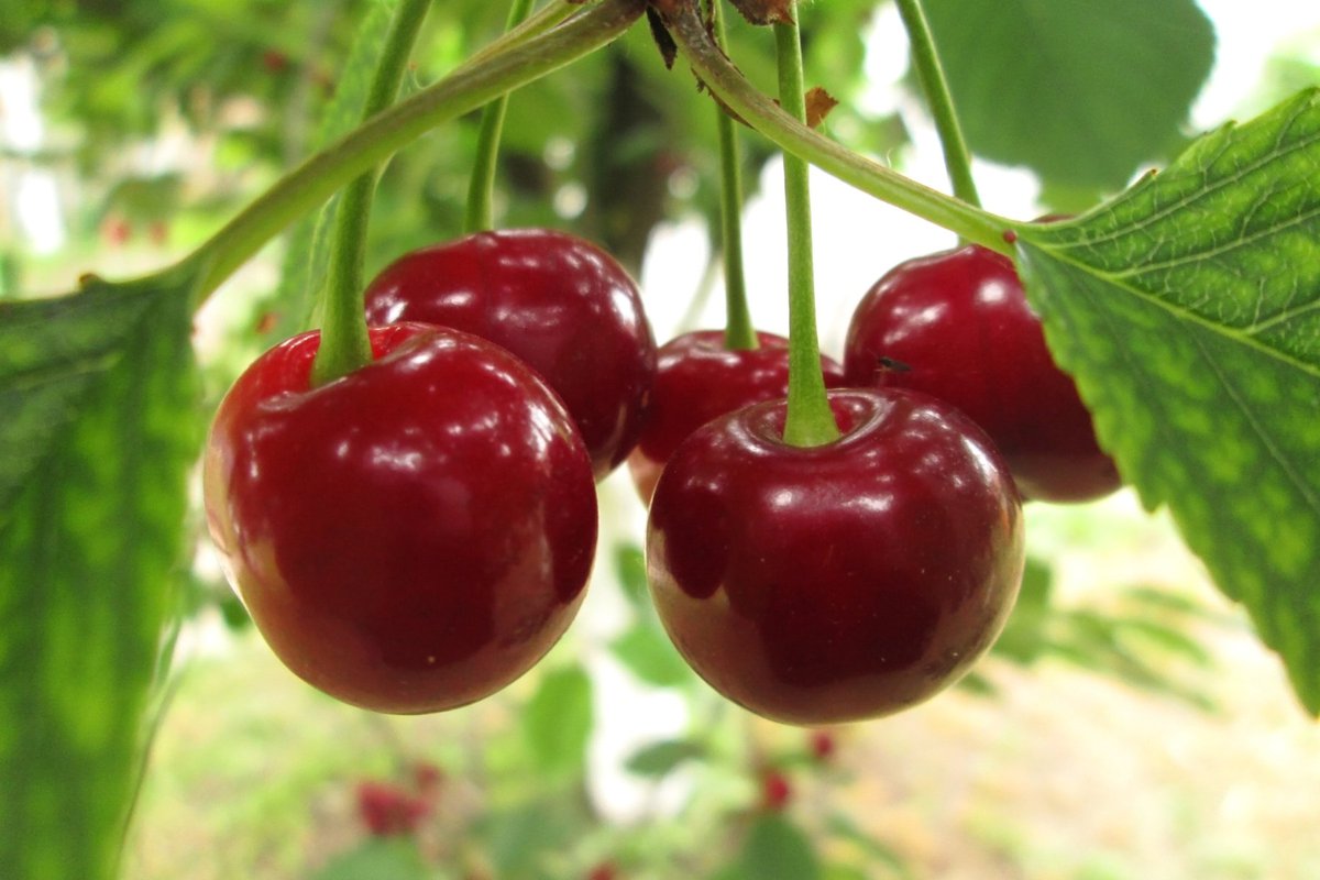 teamagronl's tweet photo. Het kersenseizoen in de Betuwe is van start gegaan met volle bomen en open verkoopstalletjes langs de wegen; het kan een heel mooi seizoen worden! 🍒😋
https://t.co/L36cbfmxPX https://t.co/oAFSmrlL6E