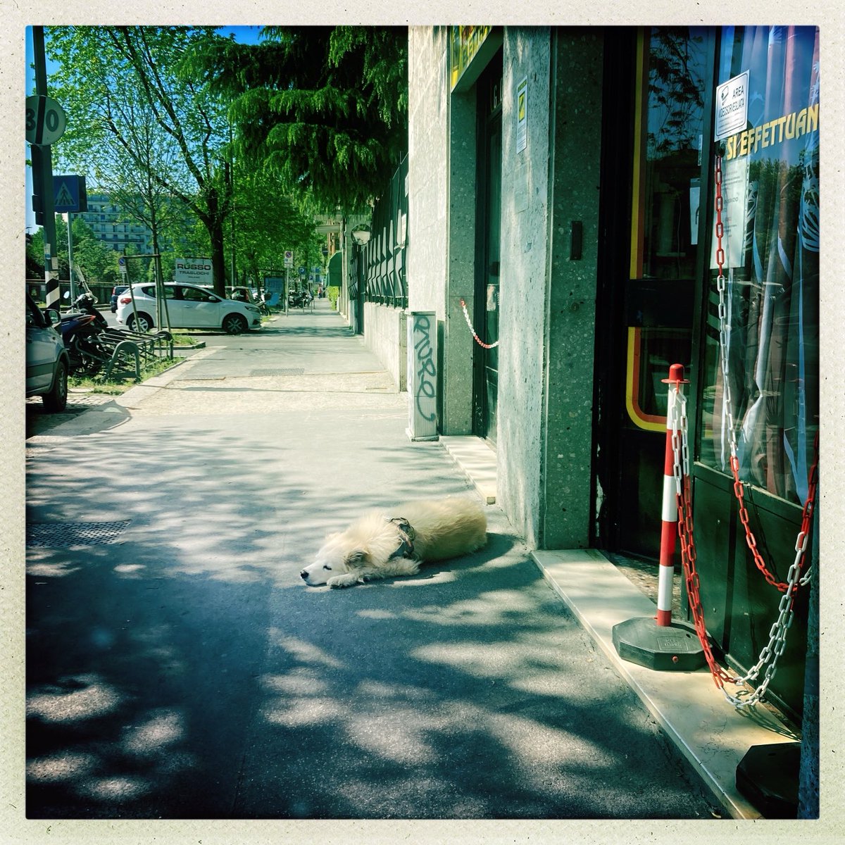 minnemayer's tweet photo. sleeping dog https://t.co/ITRLmR2H7L