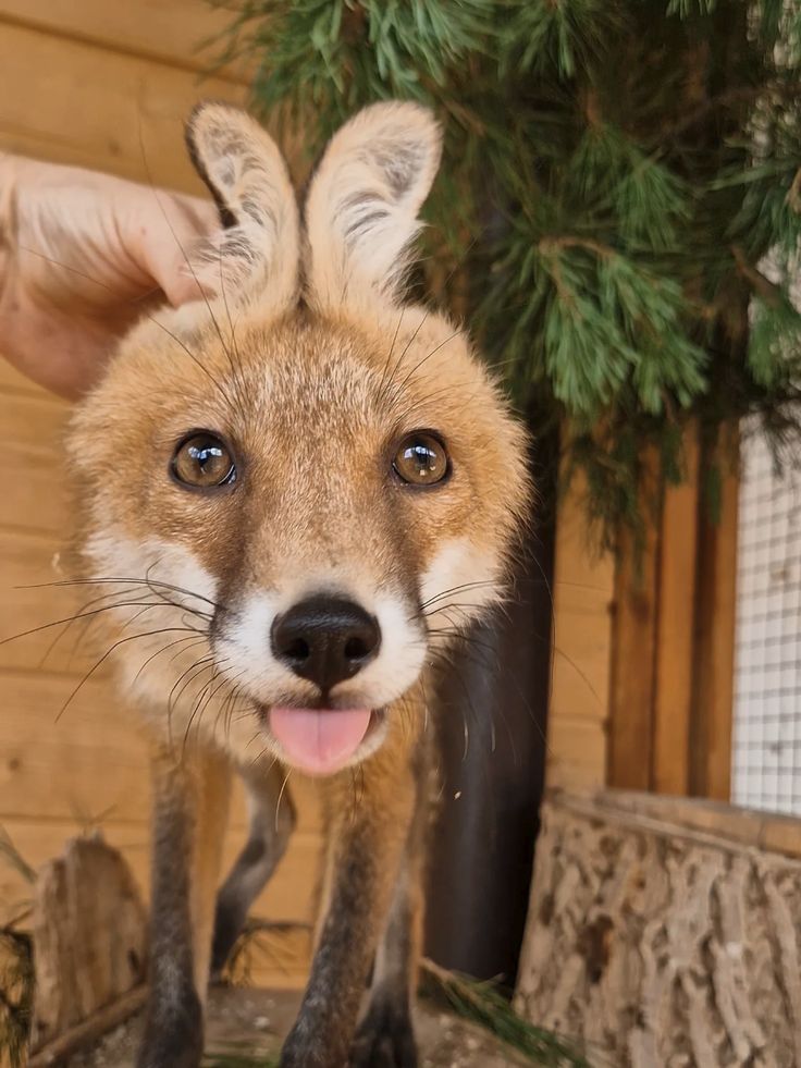 Worlda_Animals's tweet photo. https://t.co/DCGS3zMRwq