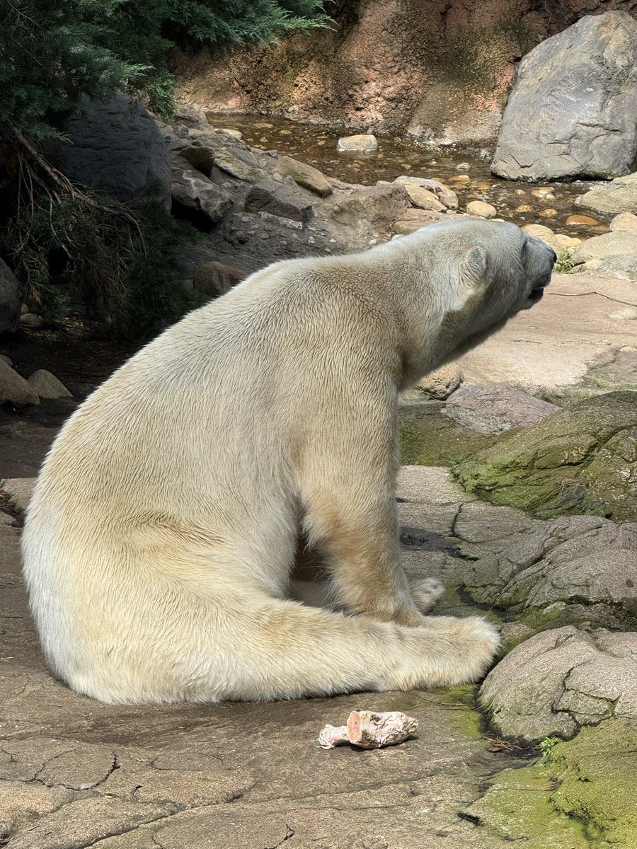 2010Cyobi's tweet photo. 病院と
#あべのハルカス から
#天王寺動物園 には行けますが地下とか他は全く知らないので解る所まで
#ホウちゃん愛 の方が送ってくれました…ありがたや〜🙏
でお決まりの
#蓬莱 
#アイスキャンデー と
#りくろうおじさんのチーズケーキ を購入
箱と一緒の
#ゴーゴ に会いたい🥲 https://t.co/JcDD6g6nsy
