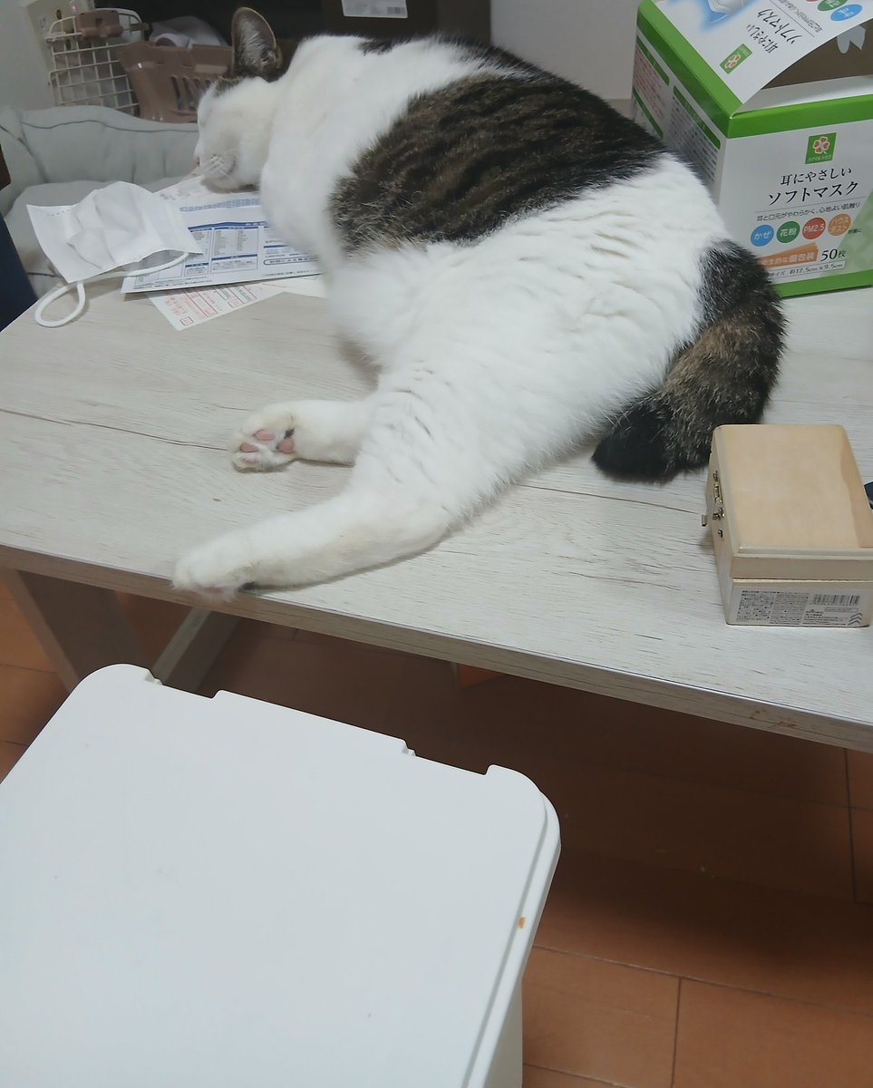 angular1111's tweet photo. ごろにゃん
#猫 https://t.co/4O4e0c8X58