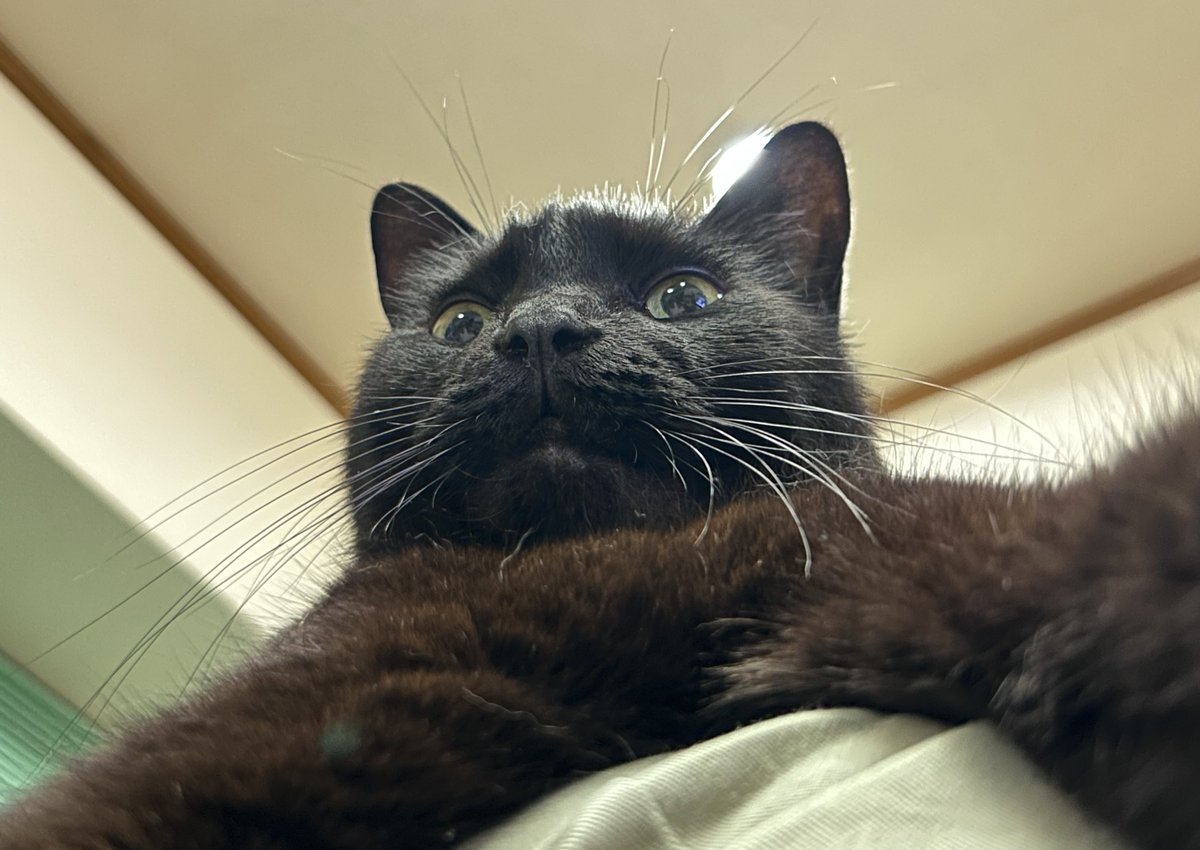 koinotsuki's tweet photo. リハビリ筋トレに勤しむ飼い主（私）を、旦那の膝上からドヤ顔で見下ろす可愛いうちの子（ぱいせん） https://t.co/G7JxyyJONp