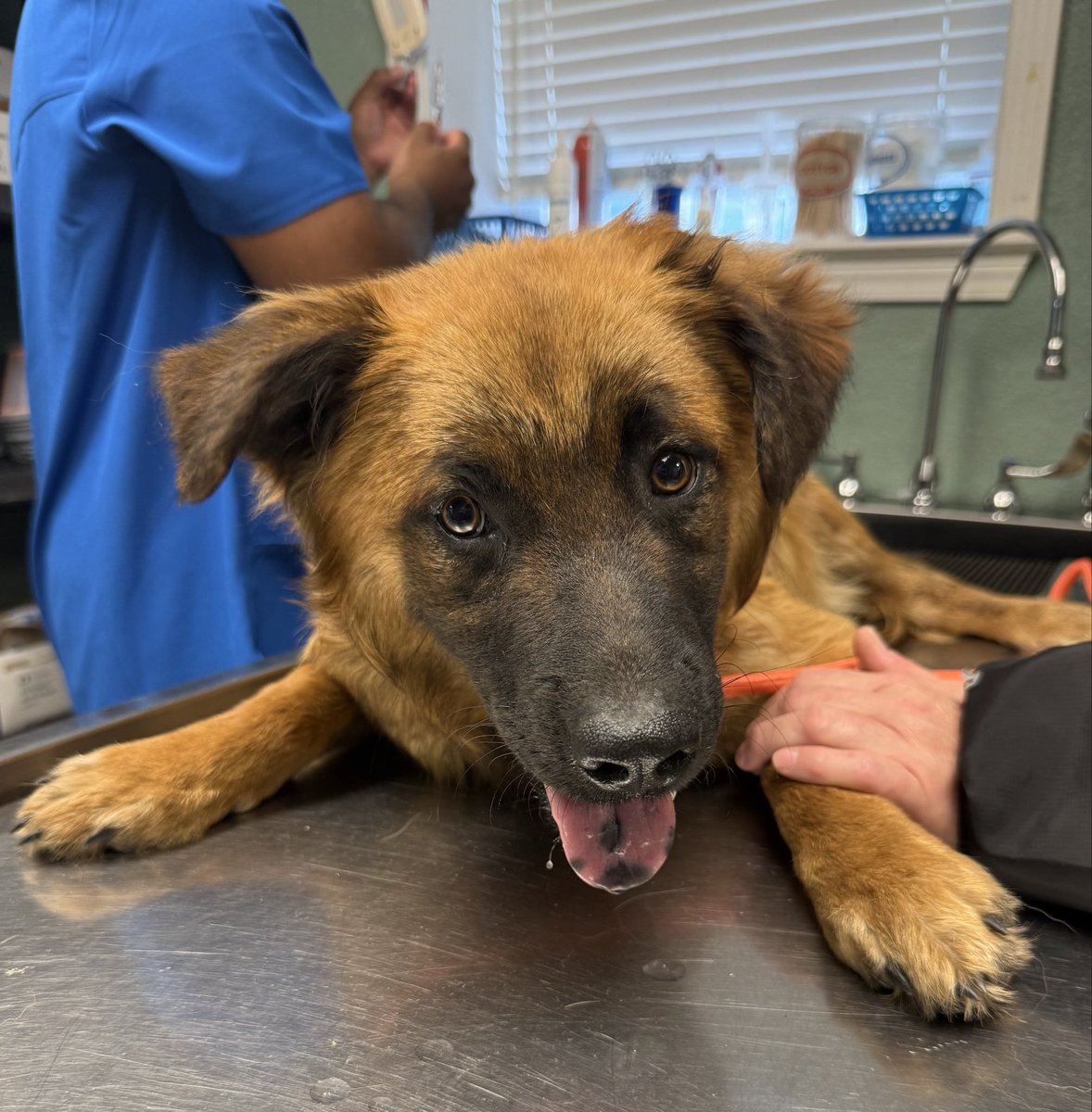 LolaPatolla's tweet photo. When mom experiences loss like w/Gumbo, she copes by rescuing 🥹.
This week we saved 4 boys.
2 need amputations.
2 needed safety.
It’s a lot for a small rescue.
But look at those faces.
If you’d like to help, even just a little, we truly appreciate it ♥️.
https://t.co/E3RohOMmwo https://t.co/ZD6wZCN50m