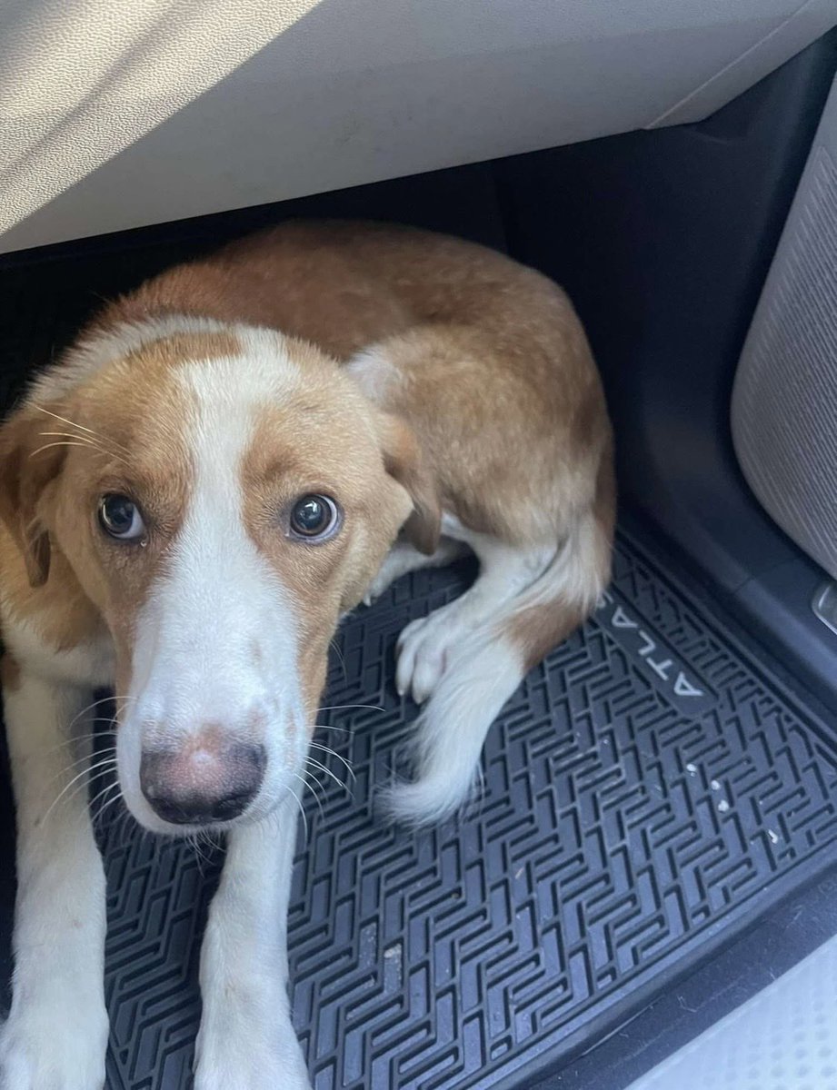 LolaPatolla's tweet photo. When mom experiences loss like w/Gumbo, she copes by rescuing 🥹.
This week we saved 4 boys.
2 need amputations.
2 needed safety.
It’s a lot for a small rescue.
But look at those faces.
If you’d like to help, even just a little, we truly appreciate it ♥️.
https://t.co/E3RohOMmwo https://t.co/ZD6wZCN50m