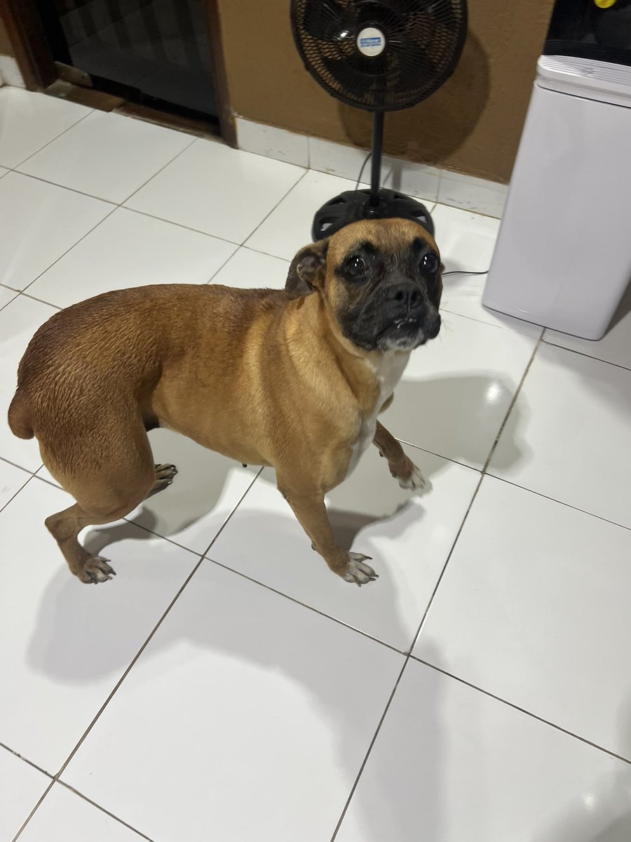 ForcadoKaren's tweet photo. Bóxer hembra encontrada sobre 4ta y Nuestra señora de la Asunción barrio Obrero estaba re asustada gracias a Dios me dejó ayudarla☹️ ahora busco a su familia por favor 0981881003 obs:ojalá le pongan placa p la cuiden más porque es muy buena y puede caer en malas manos https://t.co/9B7abfWgaP