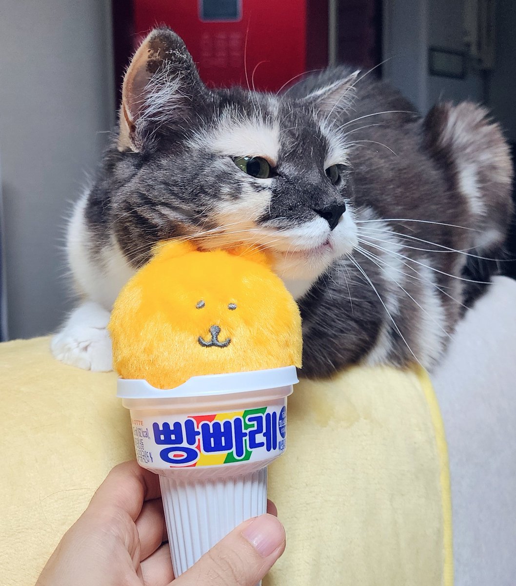 rincookie_cat's tweet photo. 쿠키에게 모든 물건은 오로지 턱을 긁을 수 있는가 아닌가로 구분됨 https://t.co/bkyl35119w