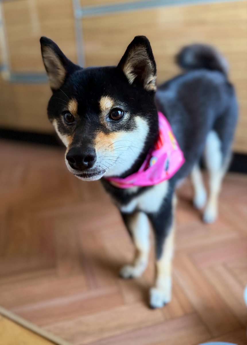 chi__jue's tweet photo. 糸ちゃんトリミングしてもらったよ🐕

も〜可愛すぎる…🤤

基本は家でシャンプーしてるけど、やはりプロにやってもらうとツヤピカ度が段違い…🦥 https://t.co/dt9AYsMLzo