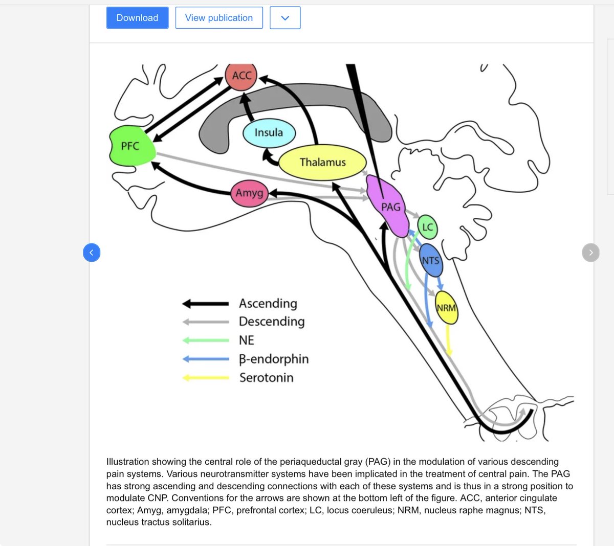 Roland00Address's tweet photo. @nomoretired2023 @AlobhaPatrick so on and so on ( i know too much even though I am no expert due to a family member spinal cord injury )

likewise these same brain areas are involved with other things like fight vs flee vs passive freeze, sleep disorders, etc.  For example the PAG and so on https://t.co/ZPyRUvEOz1