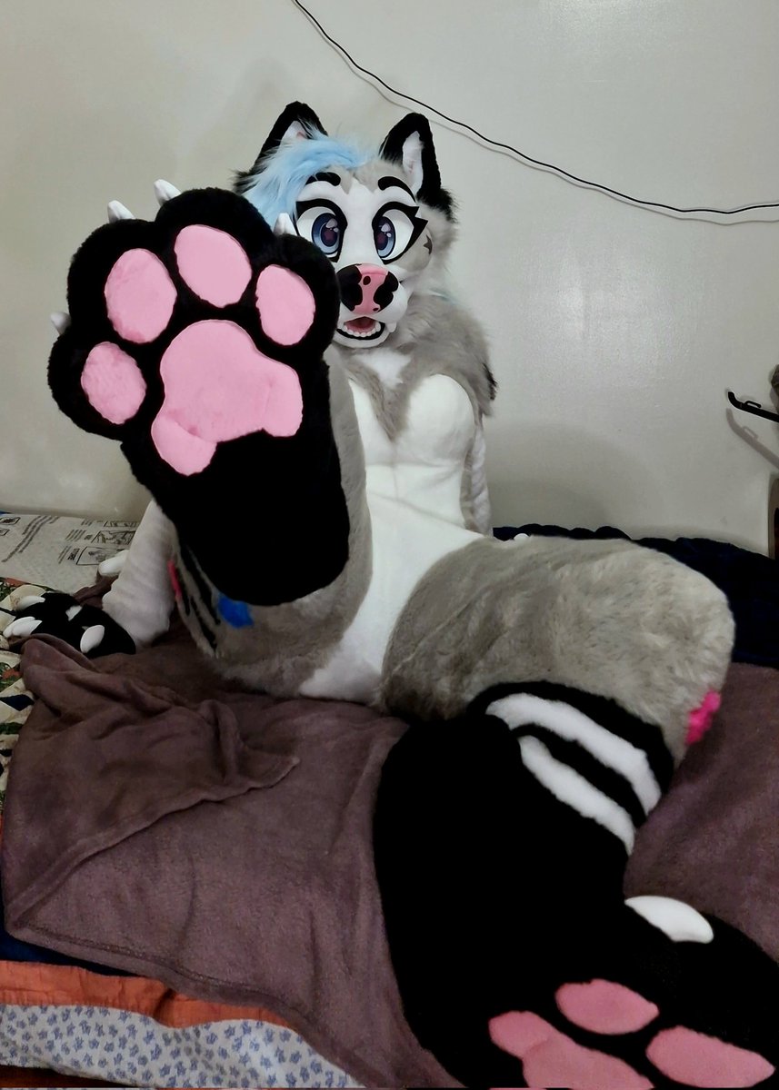 TsmurtT's tweet photo. She's showing you her beans pls respond :3
Fursuit by: @WildFoxWorks 
#fursuitfriday #furry #furrygirl #husky #transgender https://t.co/lcxlSXKza6