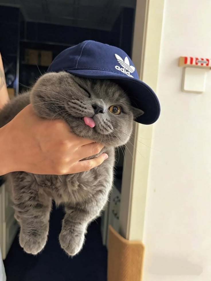 cat tweet media