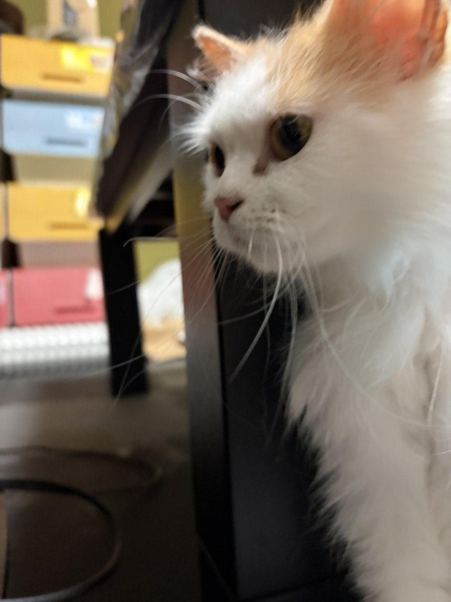 nitromarucat's tweet photo. なかなかカメラに向いてくれないにとろまるを激写 https://t.co/vXNlUGZjL9