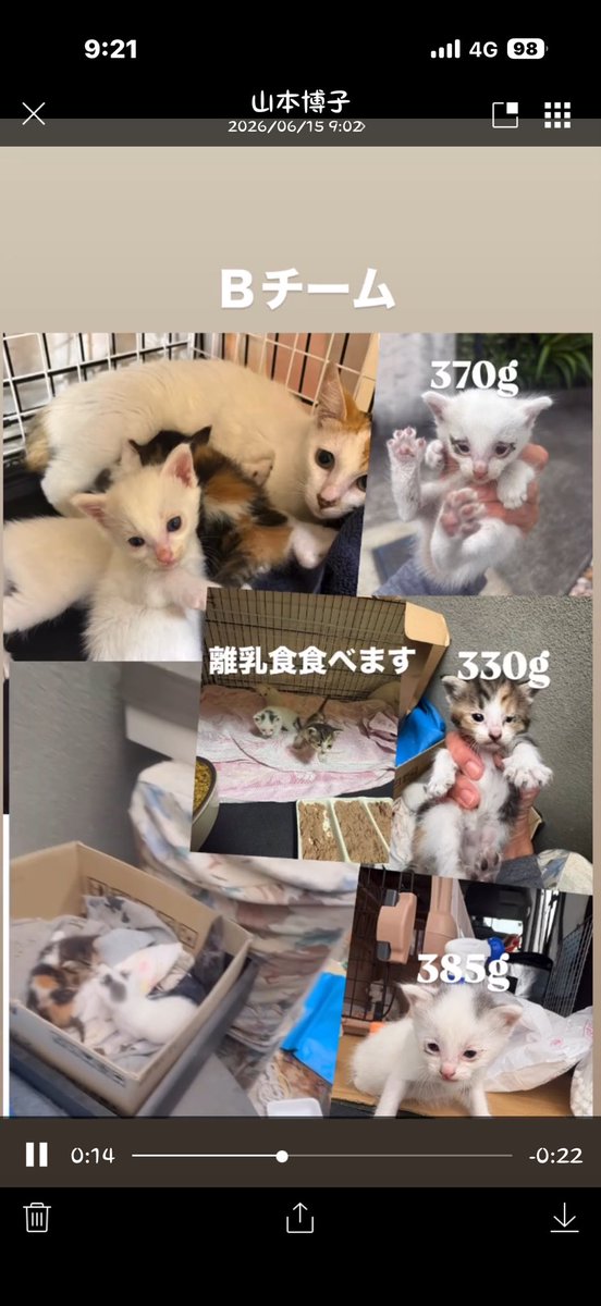 cat_hometown's tweet photo. 【緊急のお願い】
明日、四国から子猫達が搬送されます。
四国はまだまだ、外猫も多く保護場所がない今、お外で命を落とす子猫が多いそうです。
先日四国での犬の多頭崩壊のオペ対応で知り合ったボラさんから現状を聞き17匹が、すでに保護。
第二陣で明日羽田に到着します。
明日は、人手も足りないので応援募集してます。

また、子猫フードがたりません。
猫のトイレ砂もたりません。ご支援よろしくお願いします。

https://t.co/A5fPfvEmgS