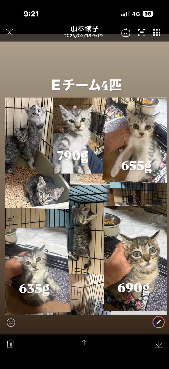 cat_hometown's tweet photo. 【緊急のお願い】
明日、四国から子猫達が搬送されます。
四国はまだまだ、外猫も多く保護場所がない今、お外で命を落とす子猫が多いそうです。
先日四国での犬の多頭崩壊のオペ対応で知り合ったボラさんから現状を聞き17匹が、すでに保護。
第二陣で明日羽田に到着します。
明日は、人手も足りないので応援募集してます。

また、子猫フードがたりません。
猫のトイレ砂もたりません。ご支援よろしくお願いします。

https://t.co/A5fPfvEmgS
