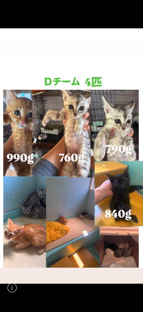 cat_hometown's tweet photo. 【緊急のお願い】
明日、四国から子猫達が搬送されます。
四国はまだまだ、外猫も多く保護場所がない今、お外で命を落とす子猫が多いそうです。
先日四国での犬の多頭崩壊のオペ対応で知り合ったボラさんから現状を聞き17匹が、すでに保護。
第二陣で明日羽田に到着します。
明日は、人手も足りないので応援募集してます。

また、子猫フードがたりません。
猫のトイレ砂もたりません。ご支援よろしくお願いします。

https://t.co/A5fPfvEmgS