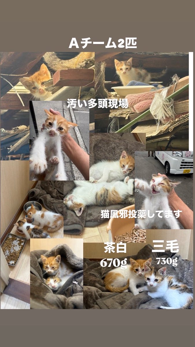 cat_hometown's tweet photo. 【緊急のお願い】
明日、四国から子猫達が搬送されます。
四国はまだまだ、外猫も多く保護場所がない今、お外で命を落とす子猫が多いそうです。
先日四国での犬の多頭崩壊のオペ対応で知り合ったボラさんから現状を聞き17匹が、すでに保護。
第二陣で明日羽田に到着します。
明日は、人手も足りないので応援募集してます。

また、子猫フードがたりません。
猫のトイレ砂もたりません。ご支援よろしくお願いします。

https://t.co/A5fPfvEmgS