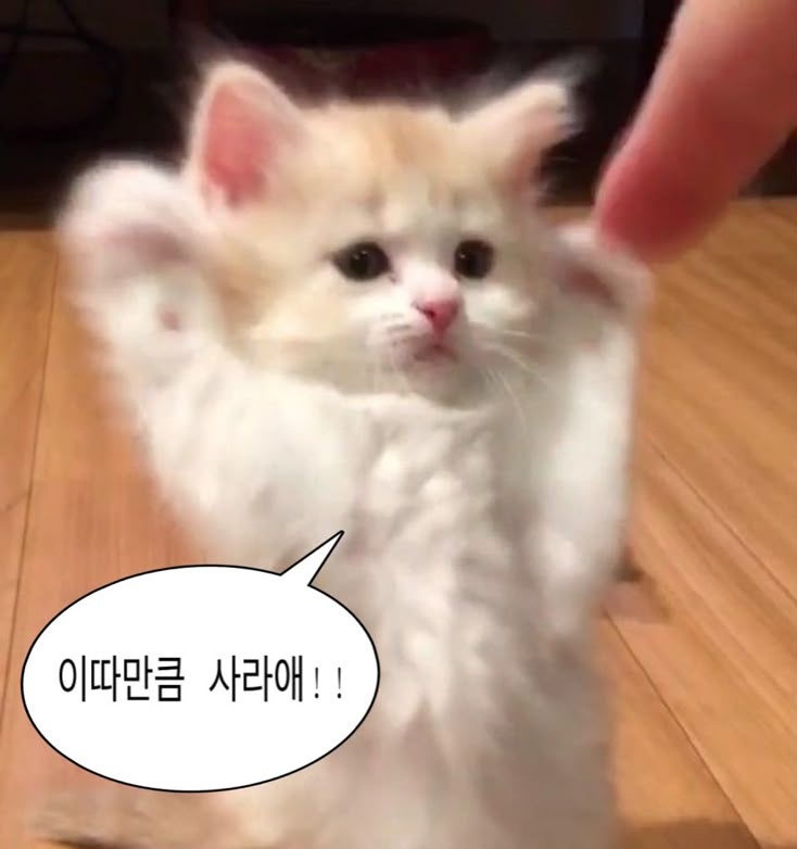 my0_ming's tweet photo. 트친들 금요일 너무너무 수고 많앗어여 👀
주말동안 좋은 하루 보내길 바래용 ~~ https://t.co/YrmdkFe6fH