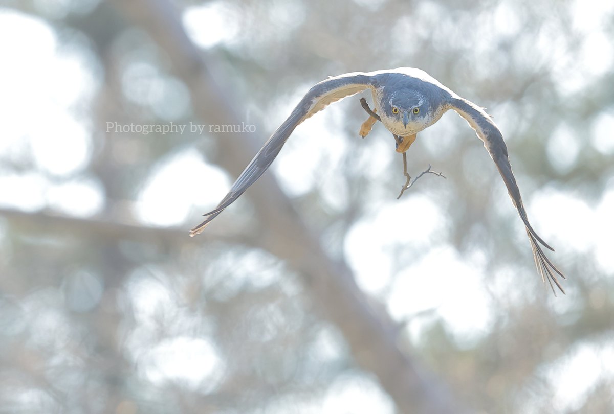 MIM_ramuko's tweet photo. “命の働き”

枝を掴んで飛ぶオオタカ

#オオタカ
#Goshawk
#NorthernGoshawk
#野鳥 https://t.co/ZUA33sIScu