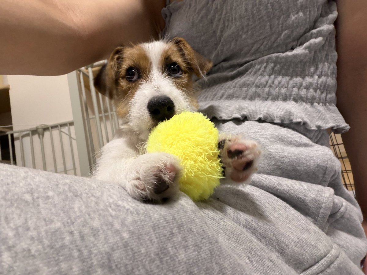 kotarinern's tweet photo. ぬしから新しいおもちゃもらったﾃﾞｪ🐶 https://t.co/OS4MtoSLHr
