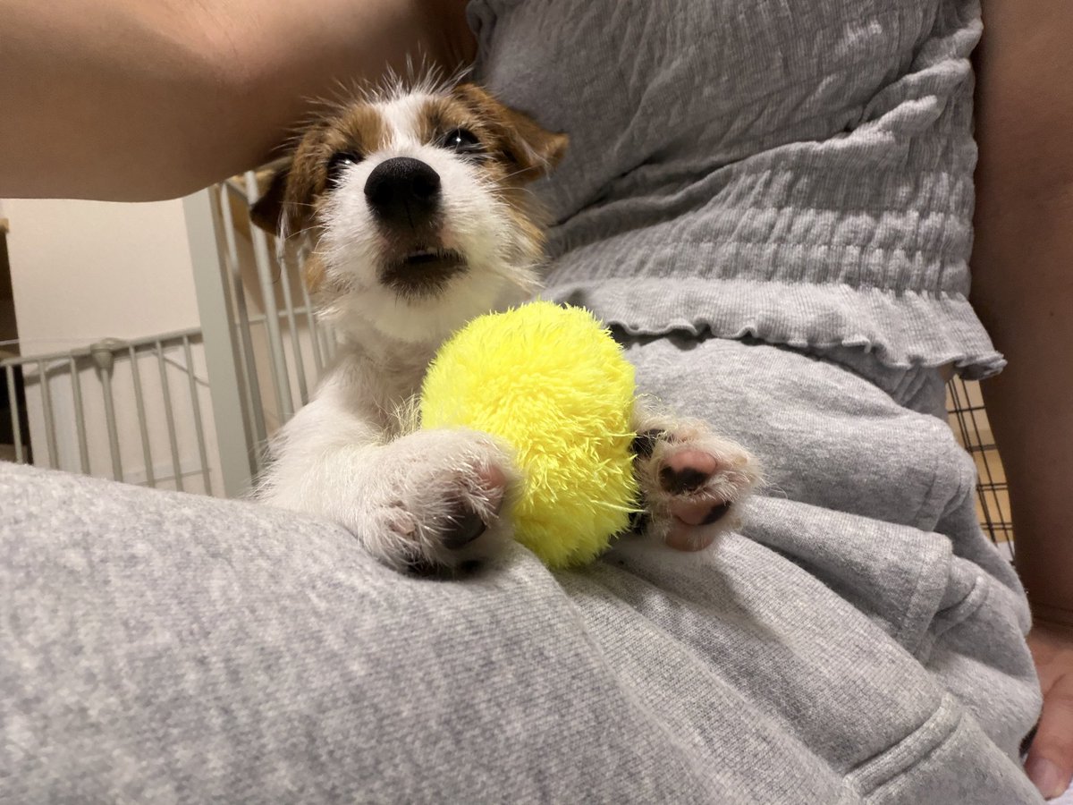 kotarinern's tweet photo. ぬしから新しいおもちゃもらったﾃﾞｪ🐶 https://t.co/OS4MtoSLHr