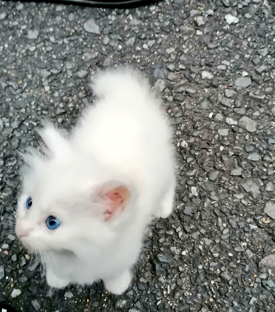 taus_room's tweet photo. 子猫 https://t.co/VVdDiy96eh