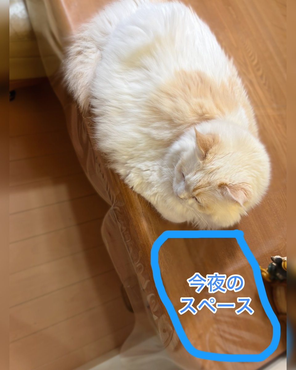 ciel_norrington's tweet photo. 6月19日（金）🌤️

今夜の私の夕ごはんを置くスペース！

今日はいつもより広めだわ〜🙌
（置ききれないけどね😂）

彼に見られながら夕ごはんを食べました！
（食べるところをじぃっと見てました🤣） https://t.co/oSojcccbKb