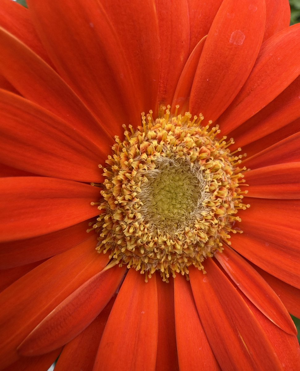 carolward5064's tweet photo. A splash of colour for Friday!๐ฅ๐ป
#splashofcolour
#fridayflowers
#flowerpower
#flowersonx
#macroflowers https://t.co/goHnZXNBsh