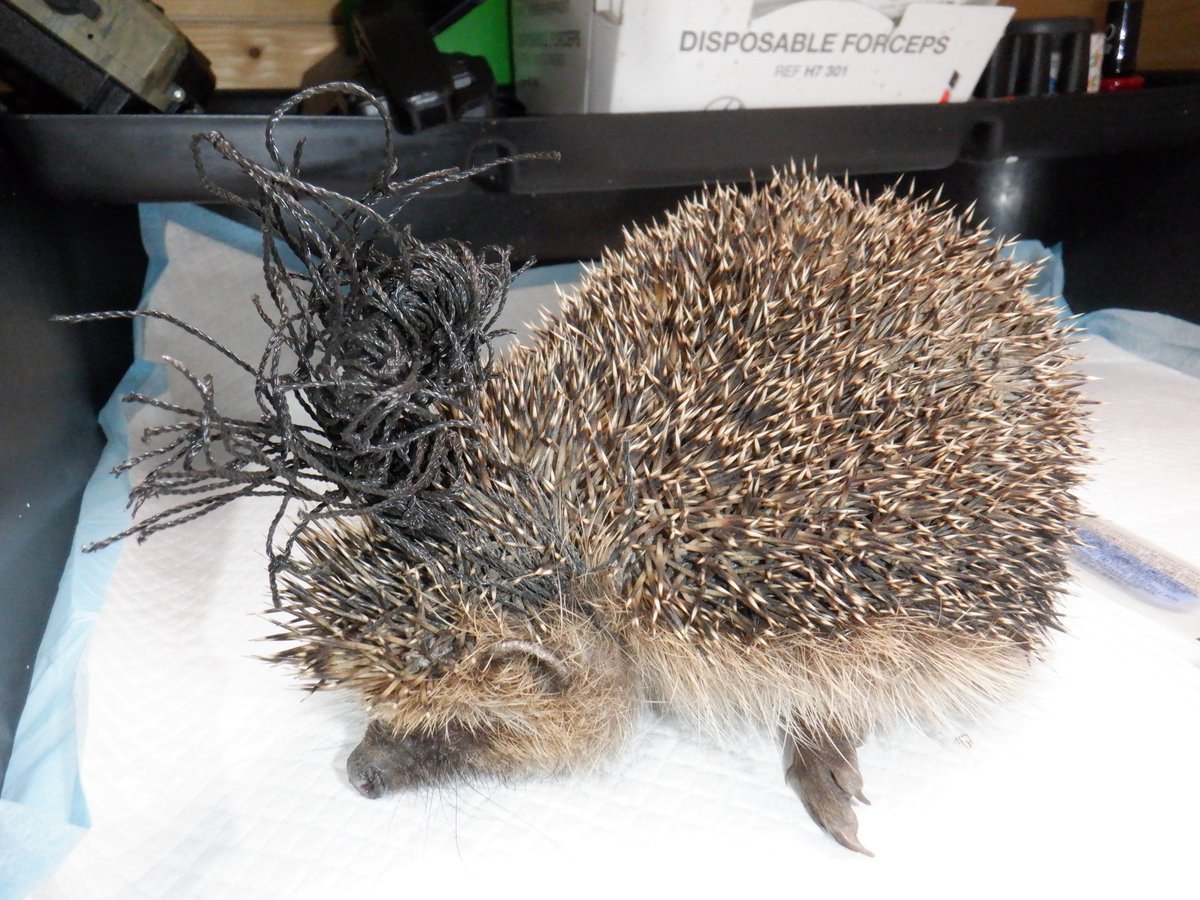 HedgehogCabin's tweet photo. I have had 3 'trapped in netting' calls today, and it's only 9.30am.😰
Do you have any netting in your garden? 
Pea and bean netting? 
Fruit netting? 
A football goal? 
A tennis net? 
Anti-heron pond netting? 
Please go outside now and roll it up and tie it so that it is 30cms (1 foot) off the ground.
I spent a tense time yesterday afternoon cutting free yet another hedgehog who had become so entangled in some carelessly draped fruit netting that every movement shut off his air.   
All he could do was hang there, keeping dead still, terrified of being predated alive by birds, slowly dying of suffocation and dehydration.  
The owners were away, and if it wasn't for a pest control man they'd employed, coming to check the estate of this posh house, he would have had an unimaginably cruel, long slow death. 
Please, I beg you, go and check your garden now.