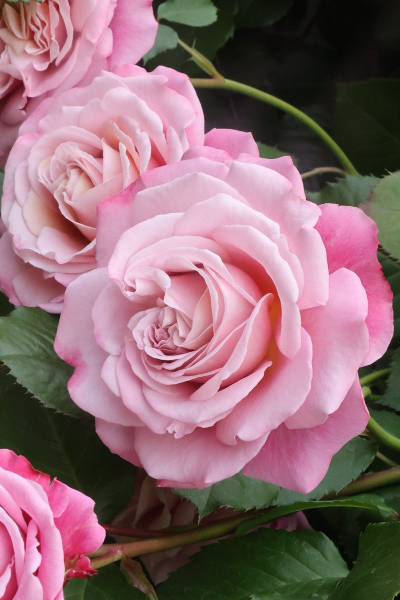 gontanokoneroku's tweet photo. Rose 😊

#Photography #Flowers #Rose https://t.co/a8D579VNsG